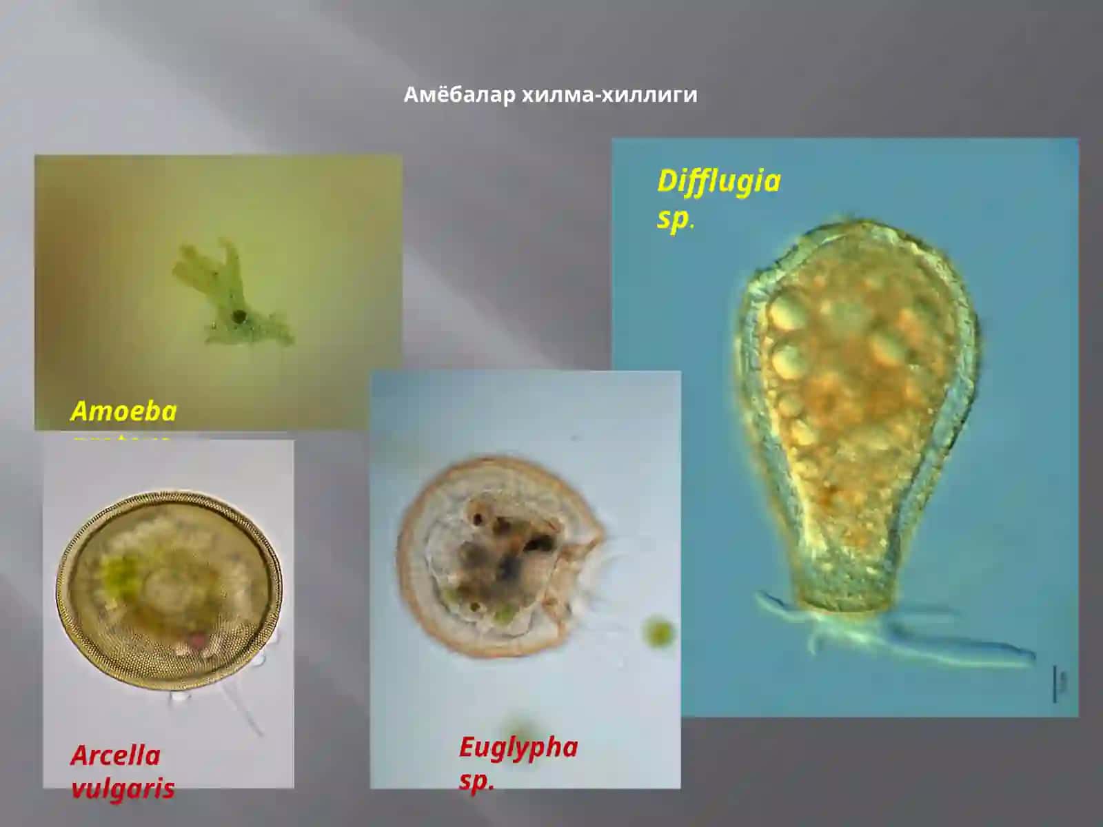 Protozoa кенжа дунёси (Бир ҳужайралилар) 4