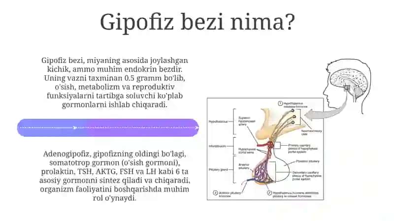 Gipofiz bezining tuzilishi va funksiyalari 4