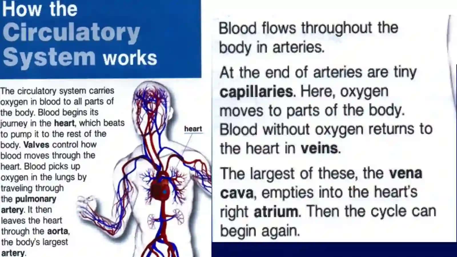 Circulatory system 4