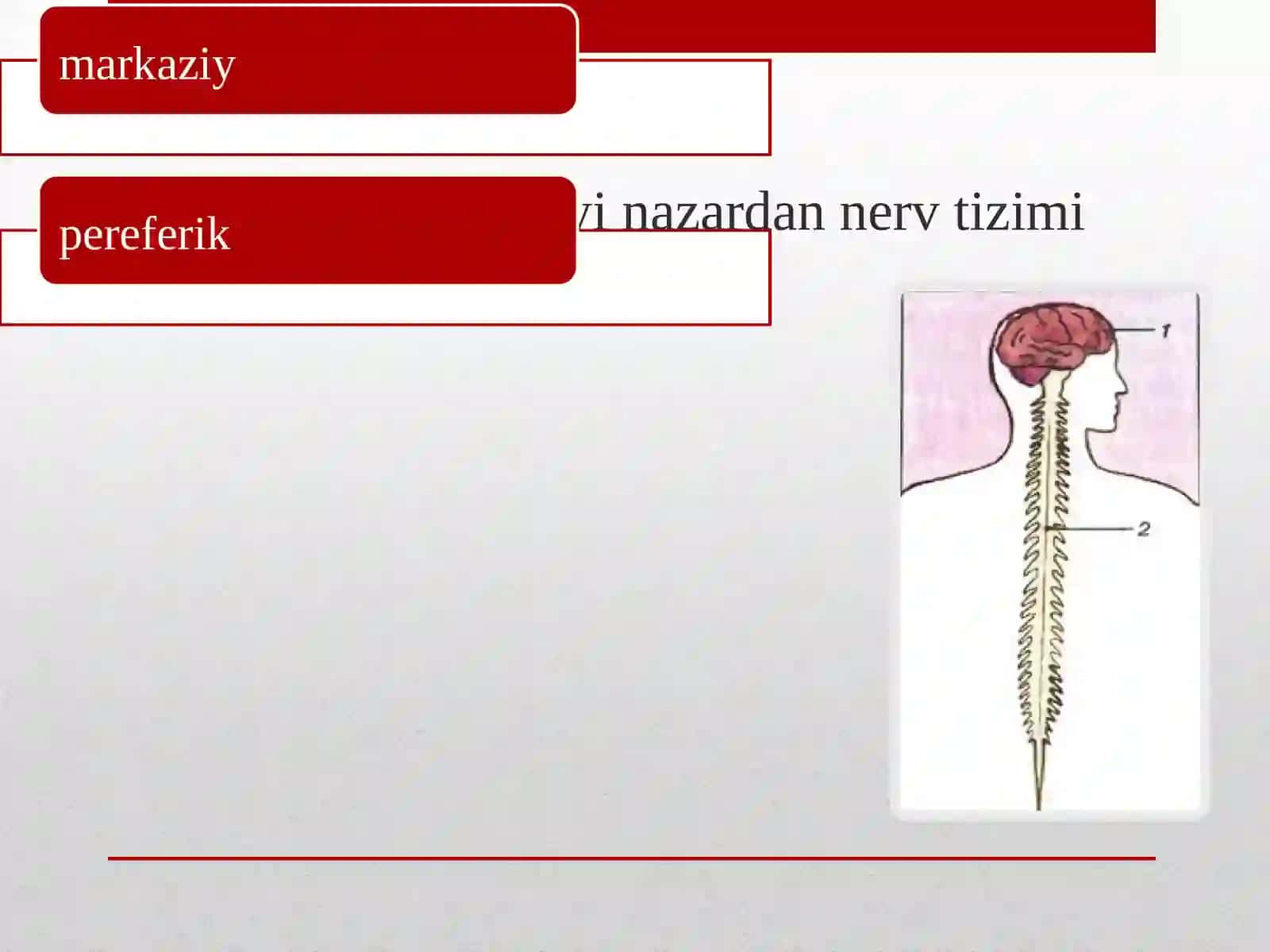 Nerv sistemasining tuzilishi 4