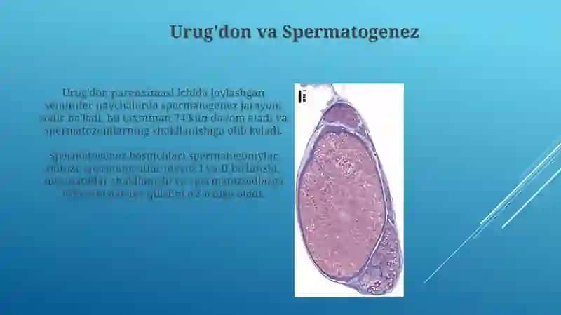 Erkaklar jinsiys sistemasining gistologiyasi 4