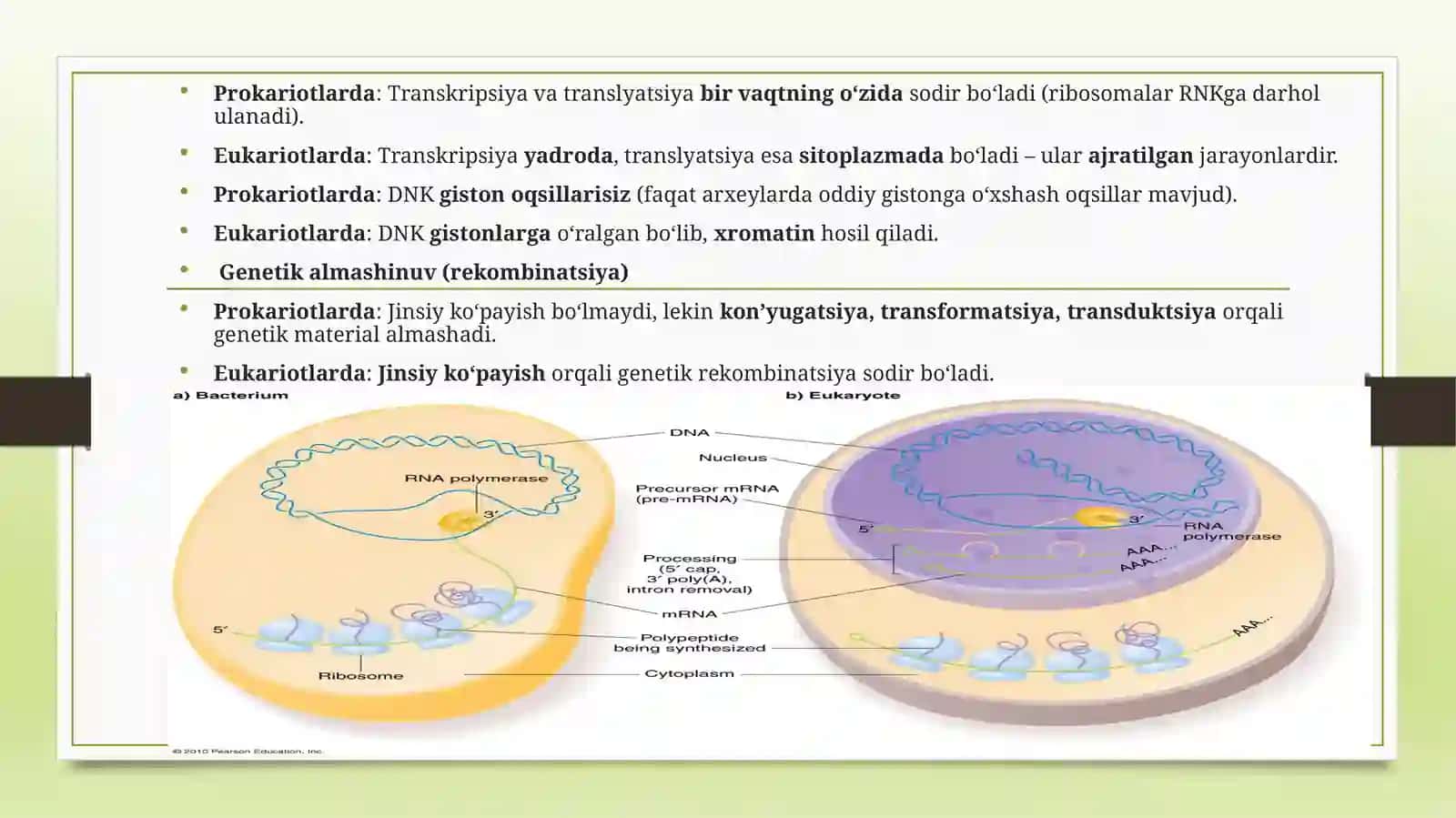 Mikroorganizmlar genetikasi 4