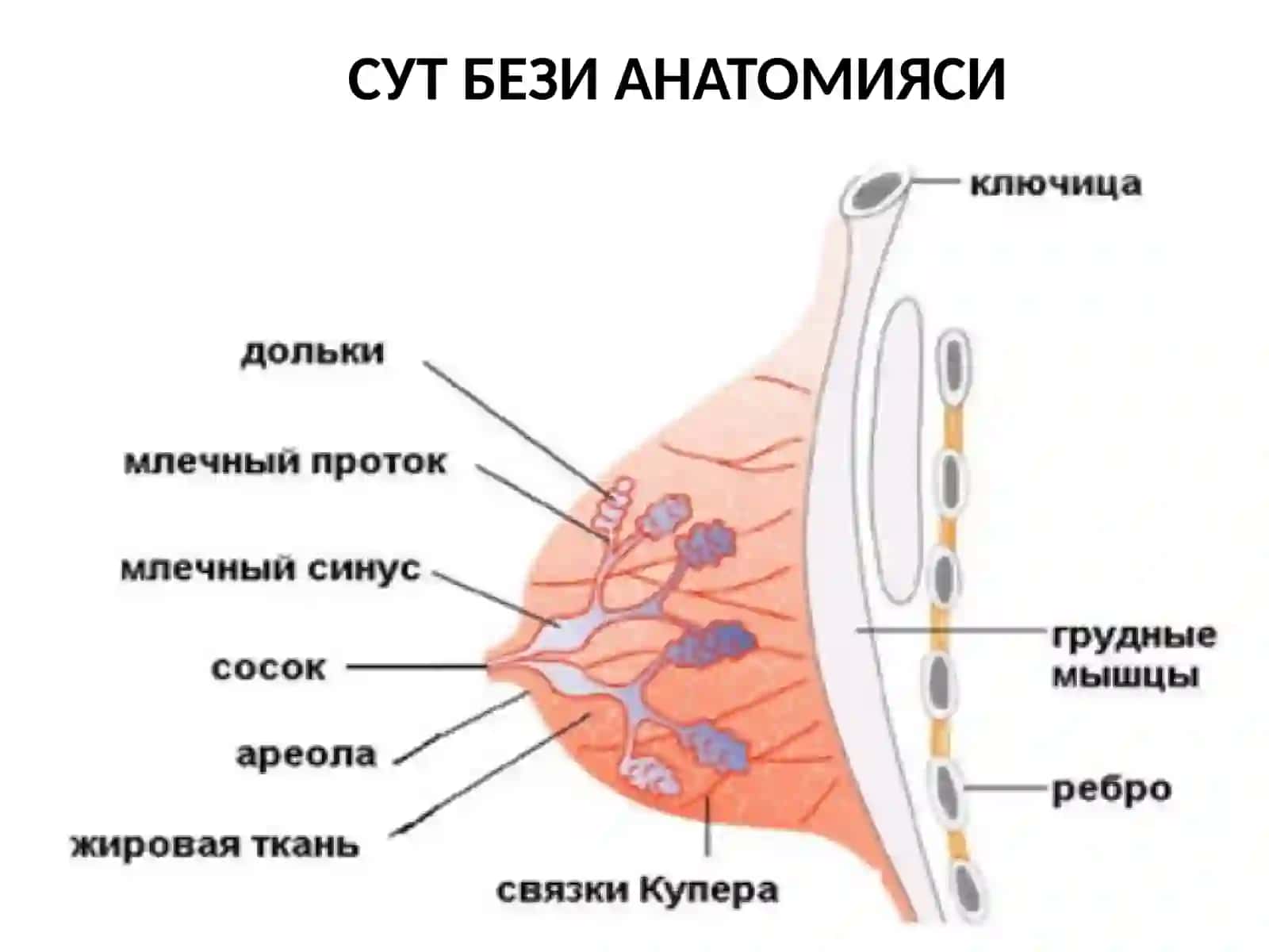 СУТ БЕЗИРАКИ 4