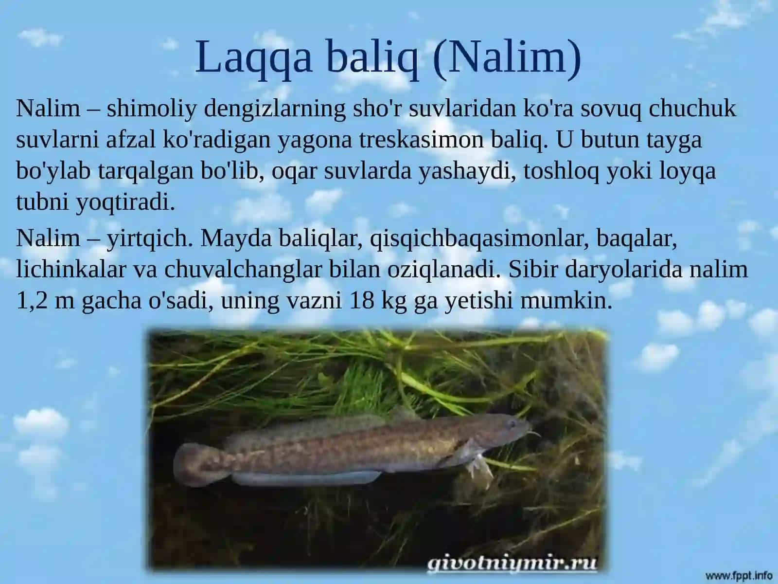 Biologiya - Tayga hayvonot dunyosi 4