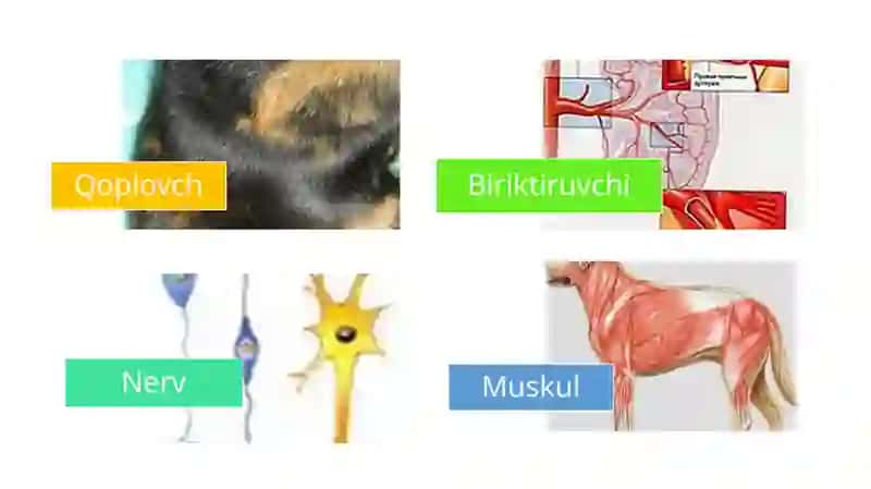 Hayvonotdunyosi 4