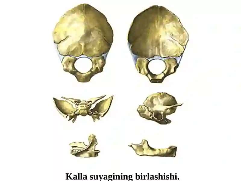 Kalla suyagi miya va yuz qismlarining tuzilishi va birikishi 4