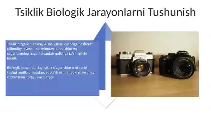 Tsiklik Biologik Jarayonlarni Tushunish 4
