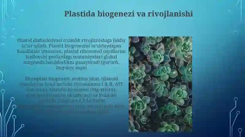 Plastidalarning oʻsimlik organizmidagi ahamiyti 4