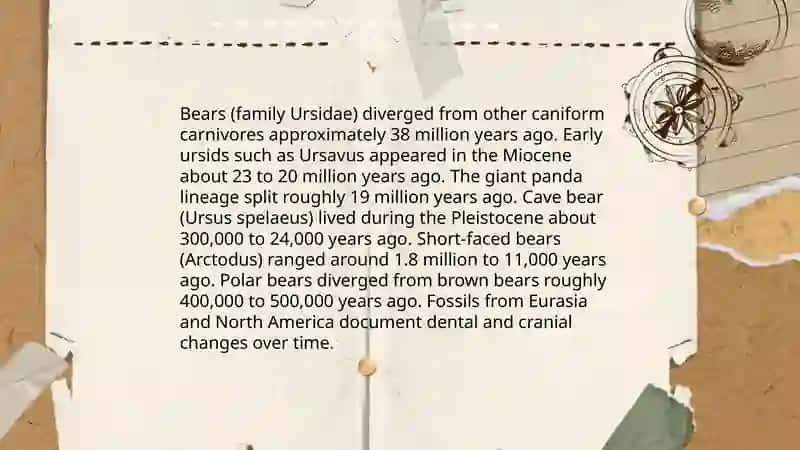 Bear 4
