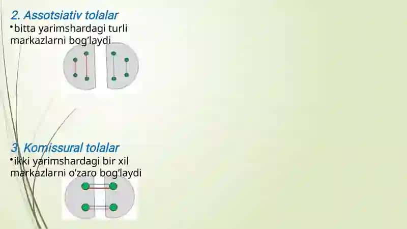 Bosh miya Yarimsharlar po'stlog'i ( telencephalon) Anatomiyasi 4