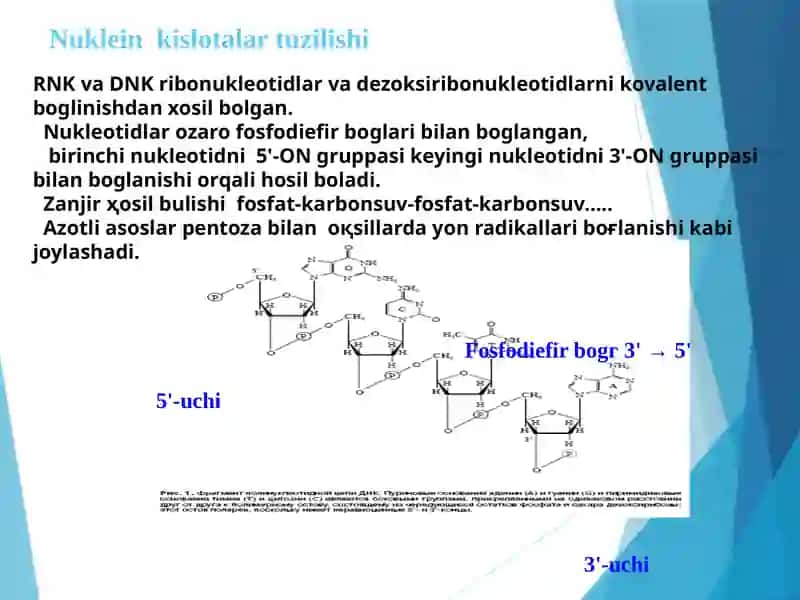 Nuklein kislotalar 4