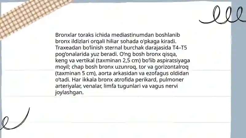 Bronx tuzilishi joylashishi vazifasi bronx daraxtining hosil boʻlishi 4