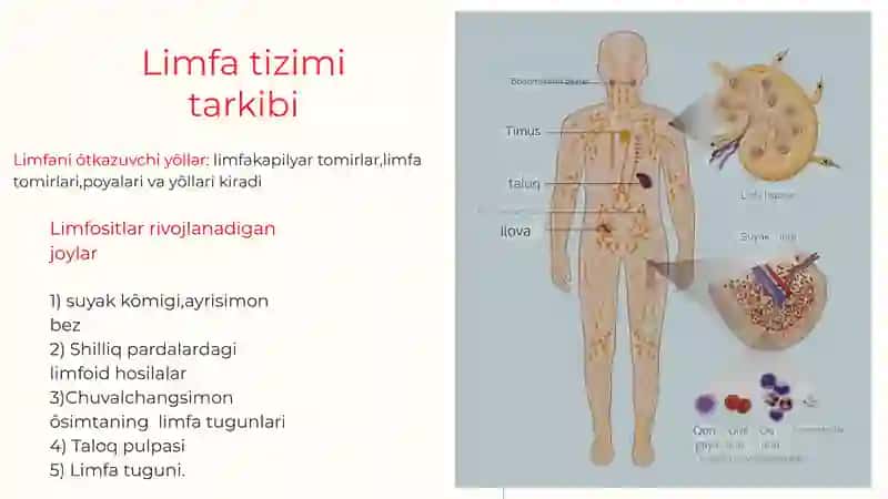 Limfa tizimi 4