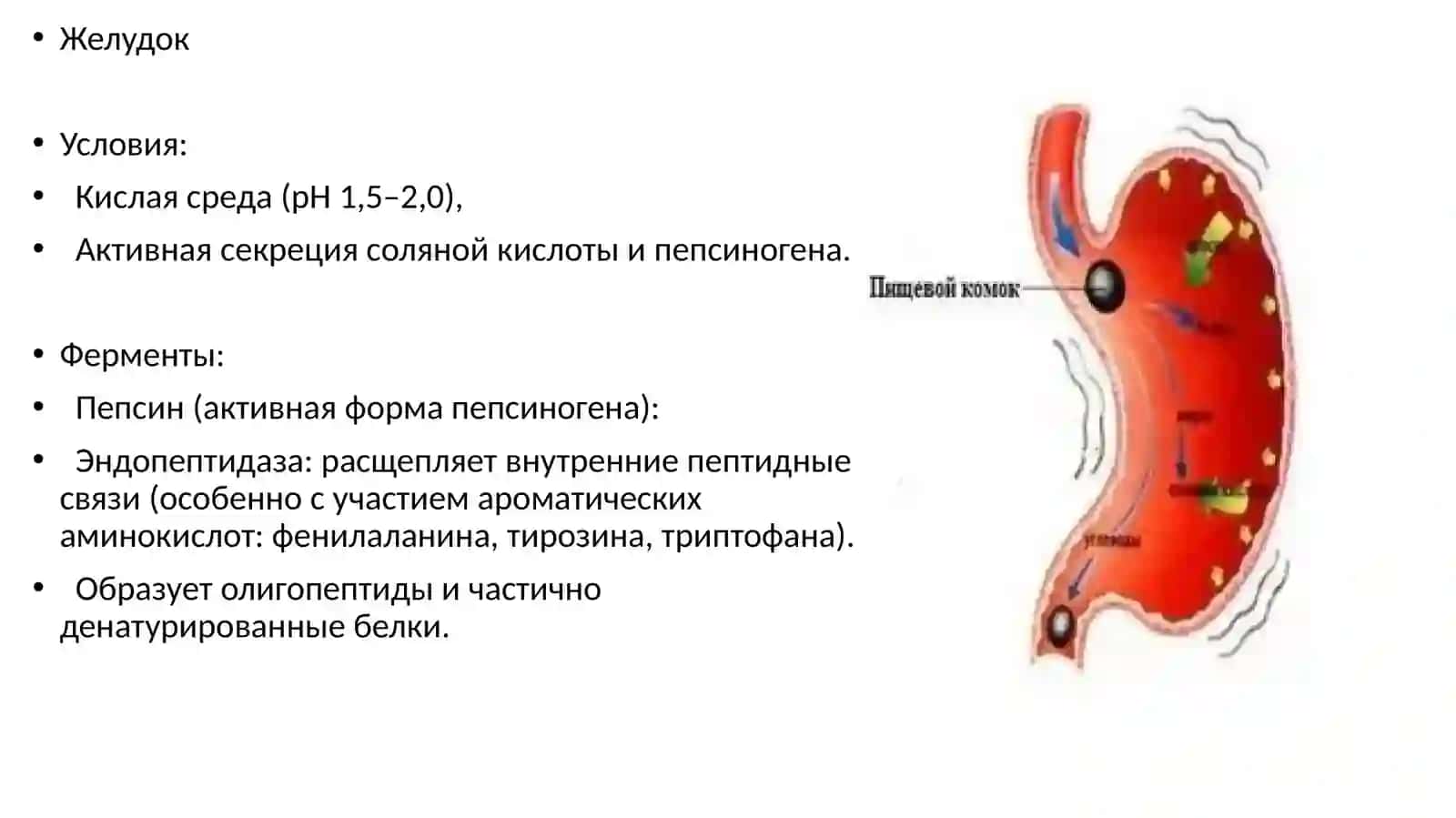 Разложение белков в желудочно-кишечном тракте под действием ферментов 4