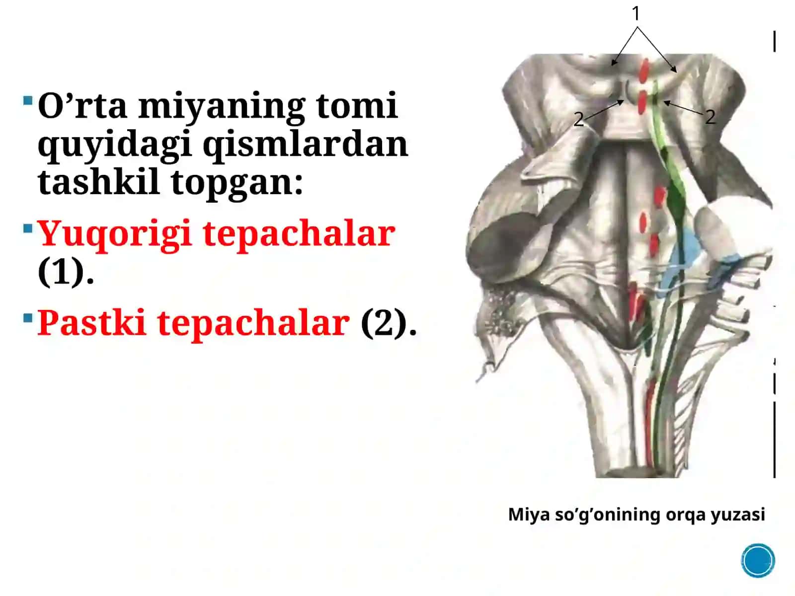 MA’RUZA№4.O’RTA MIYA.ORALIQ MIYA.III QORINCHA 4