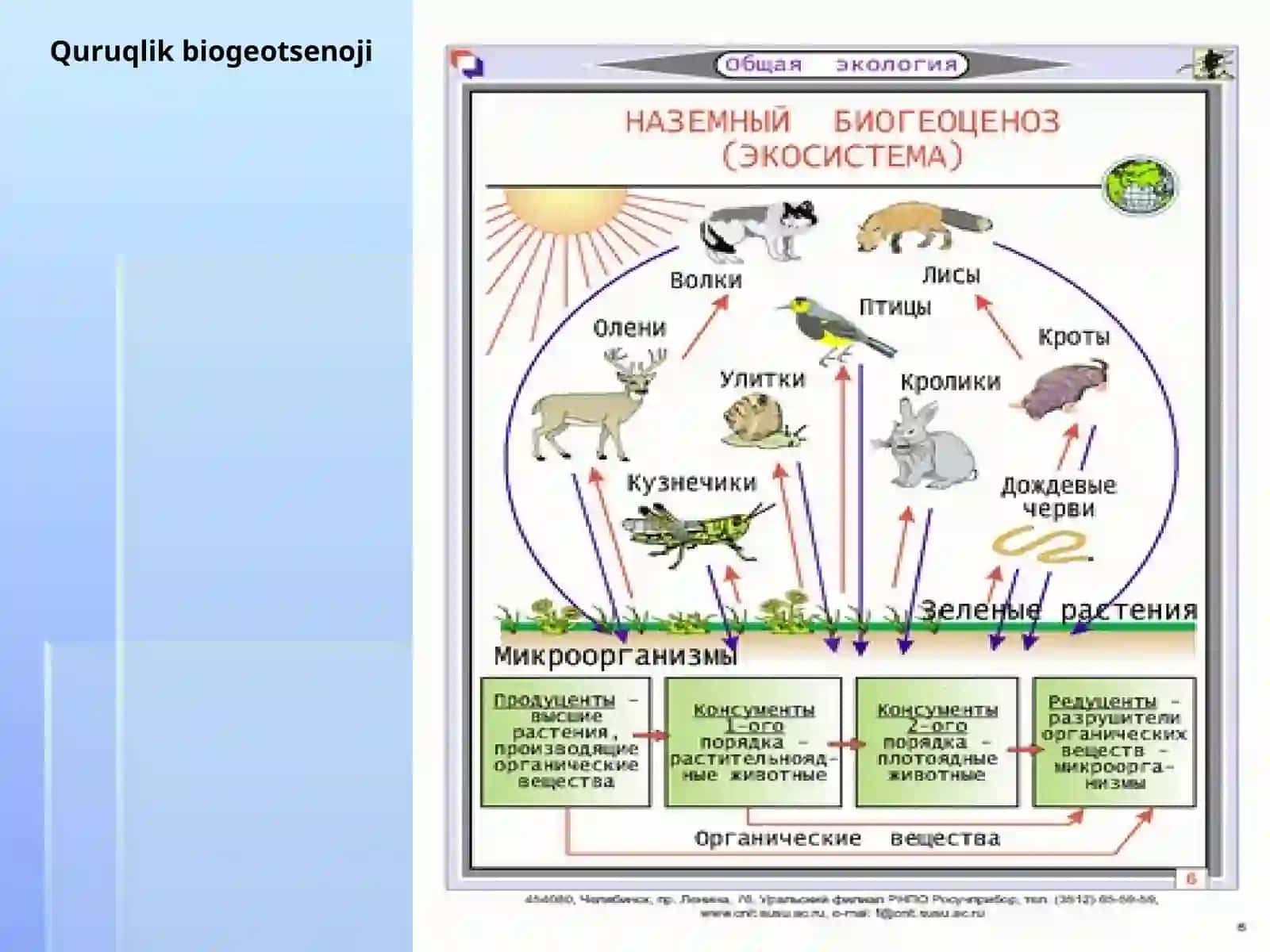 Biologiya - Ekosistema strukturasi 4