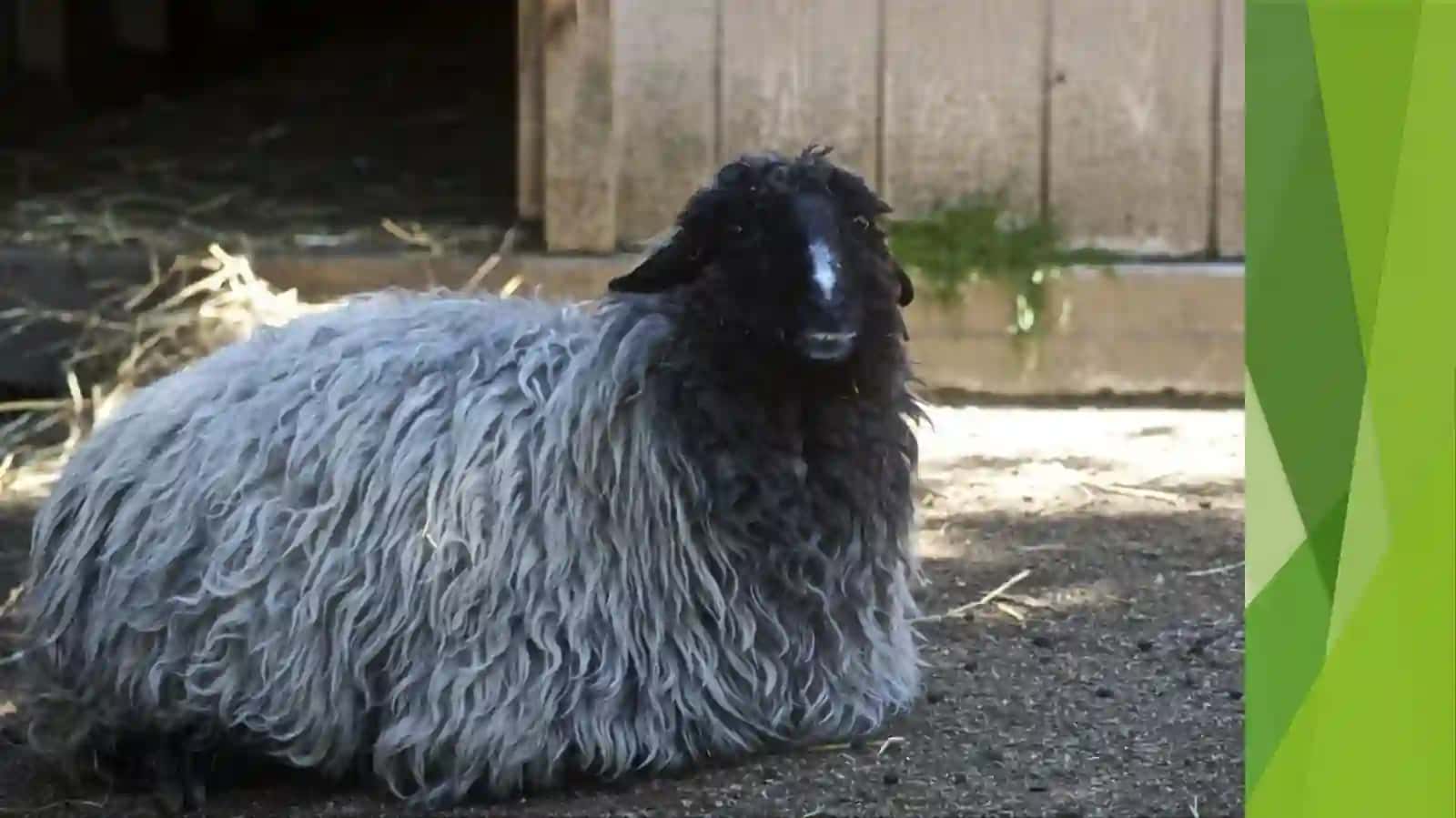Qo'ychilikni tashkil etish va boshqarish 4