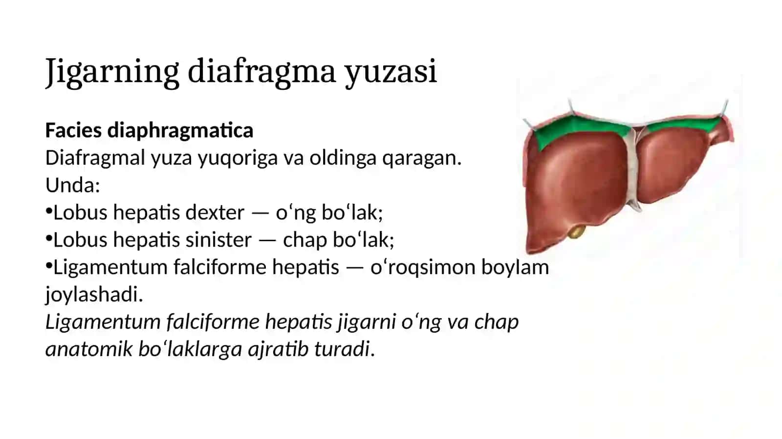 Jigar, me'da osti bezi: qurilish, topografiyasi, yoshga qarab o'zgarishi 4