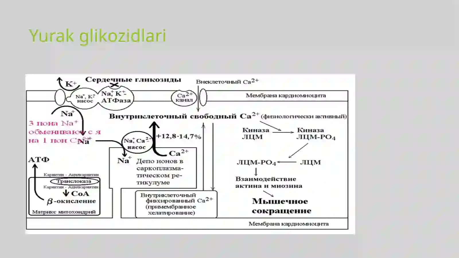 Kardiotonik vositalar 4