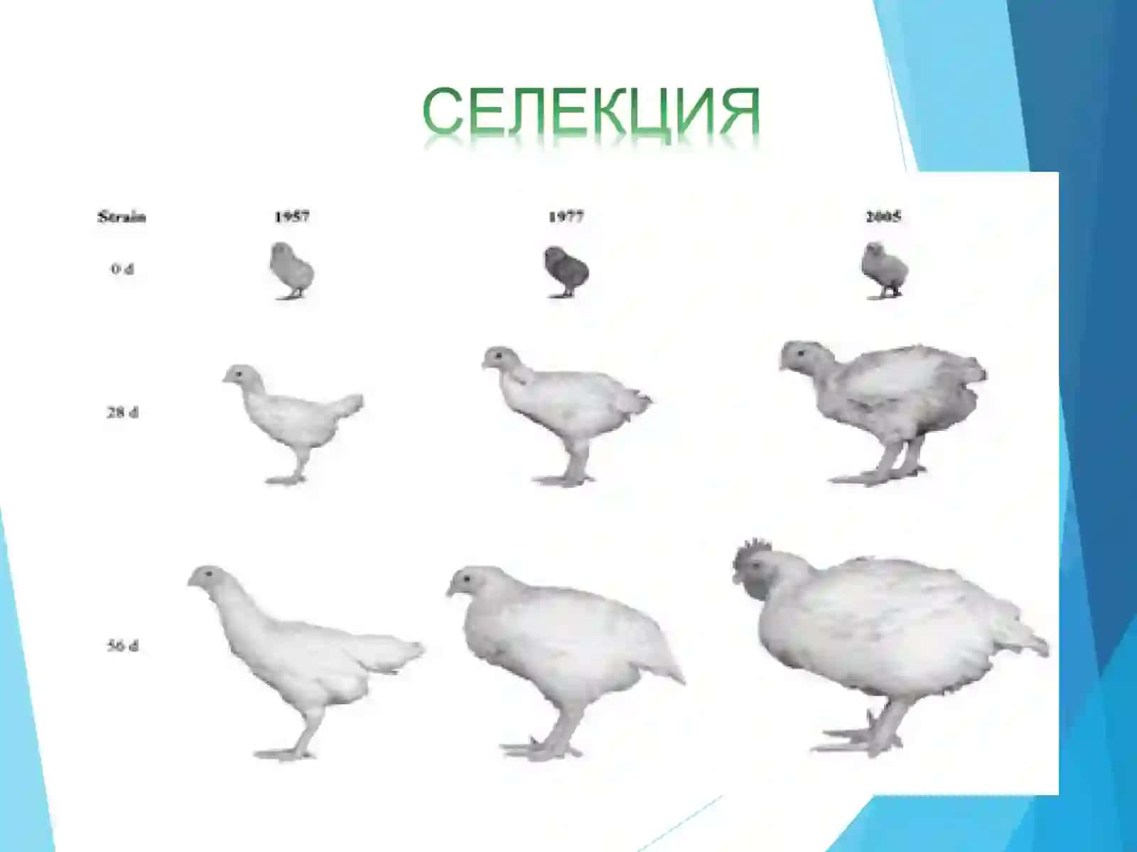 СEЛEКЦИЯНИНГ ГEНEТИК АСОСЛАРИ 4