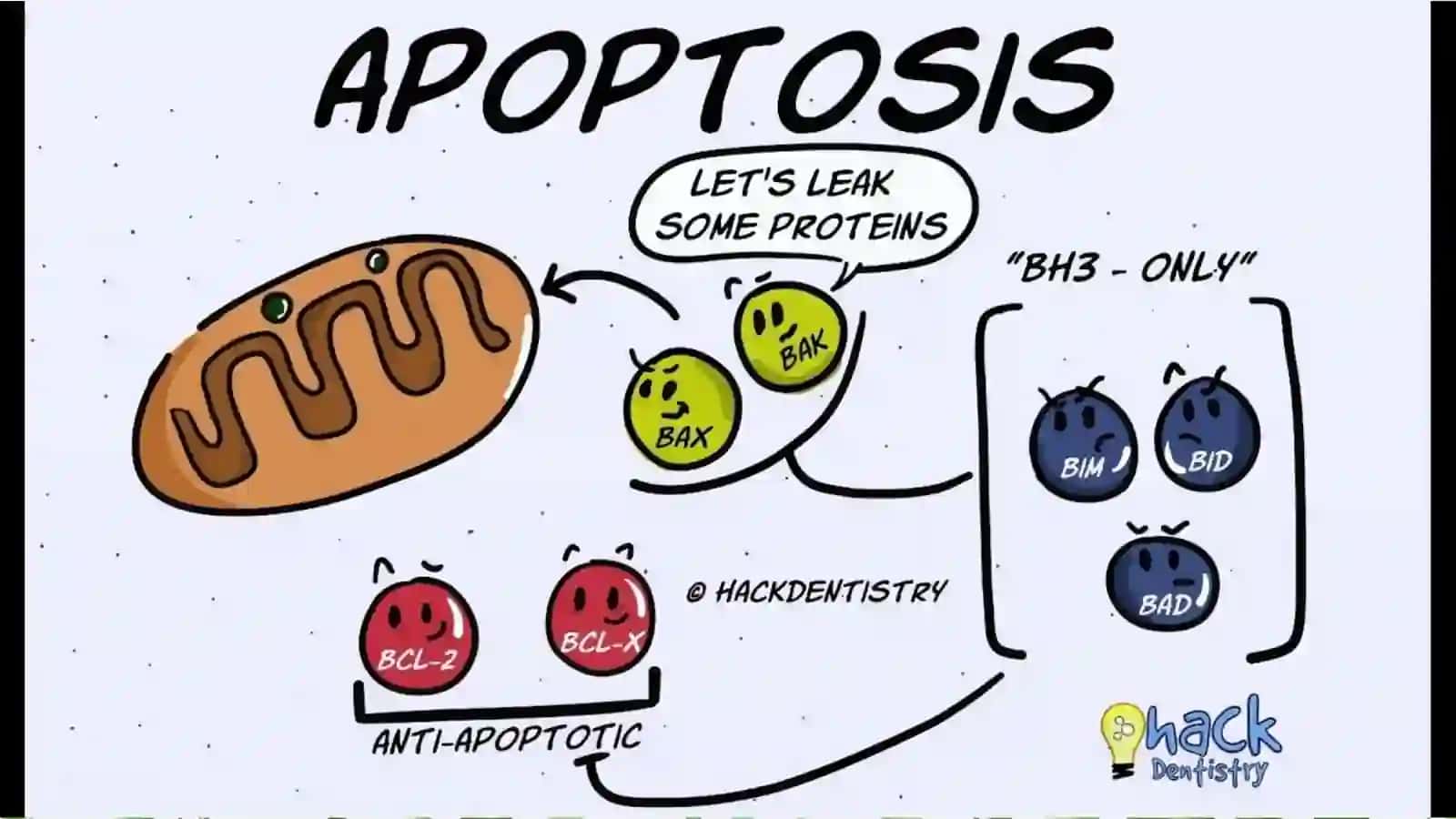Apoptozmexanizmlari 4