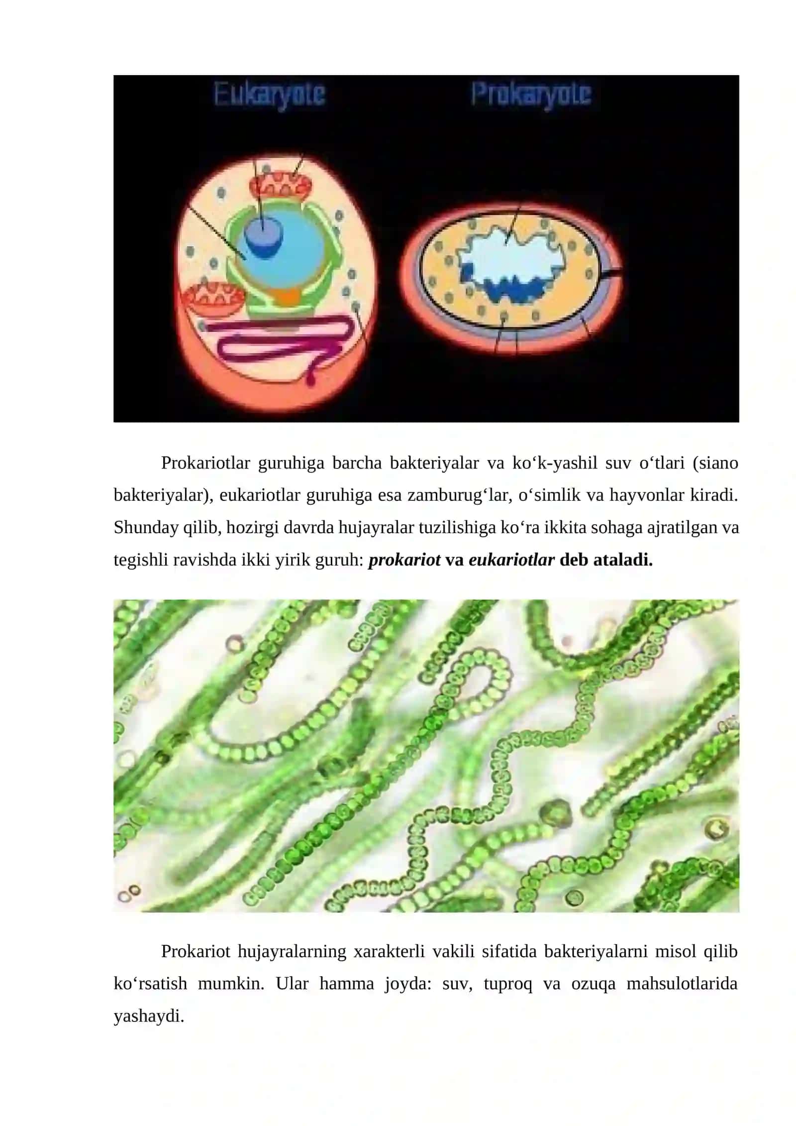 "Prokariot hujayralar" 9-sinf Biologiya 4