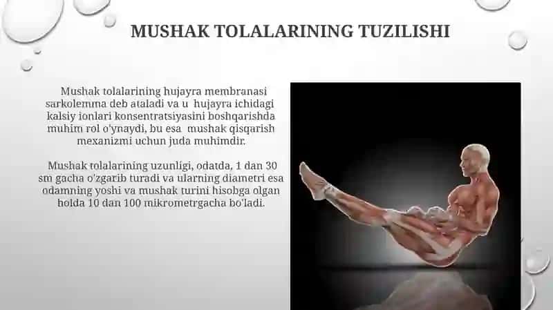Mushak qisqarish mexanizmlarining morfologik asoslari 4