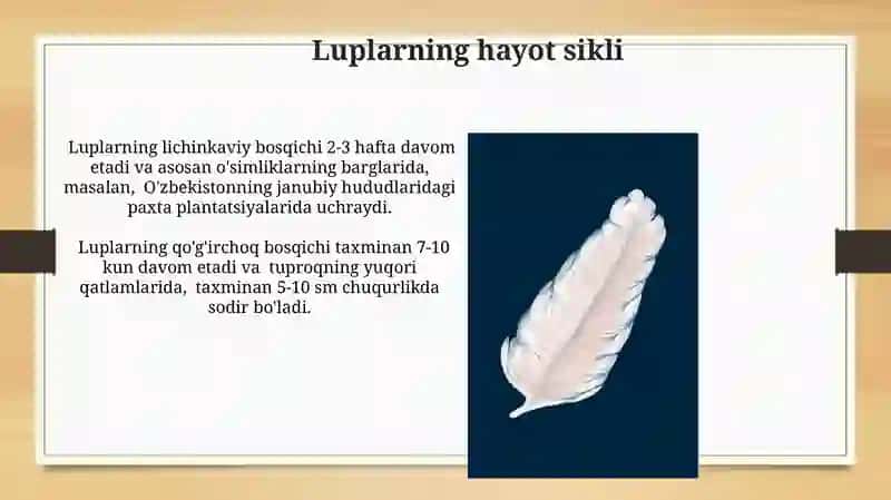 Luplar 4