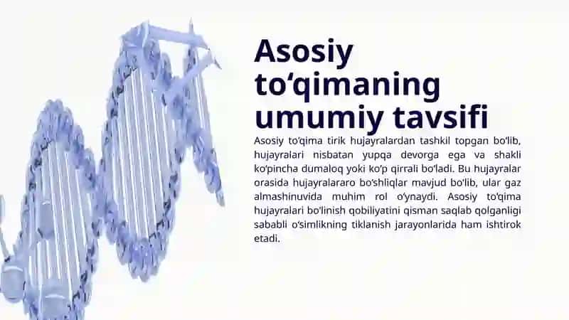 Asosiy to'qima 4