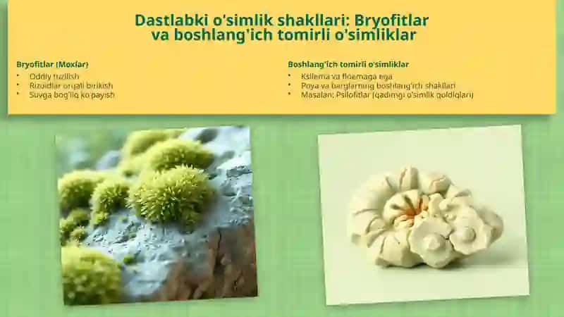 O'simliklar kelib chiqishi va o'simlik organlarining evolyutsiyasi 4