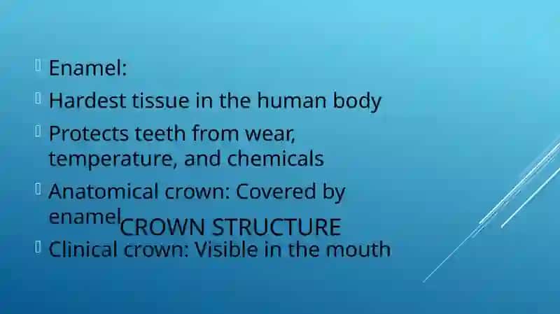 TOOTH ANATOMY 4