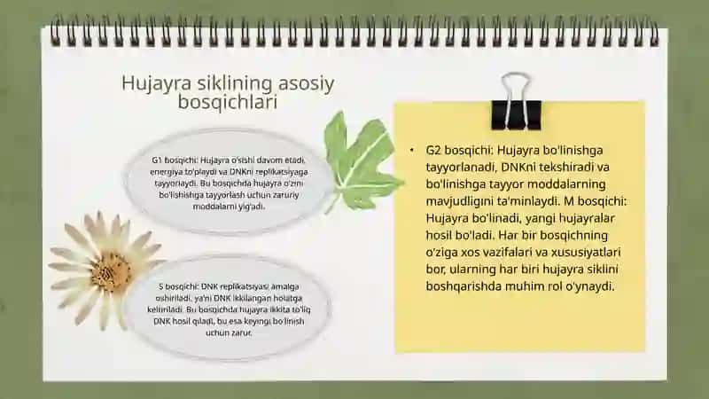 Hujayra sikli va hujayra replikatsiyasi boshqaruv mexanizmi 4