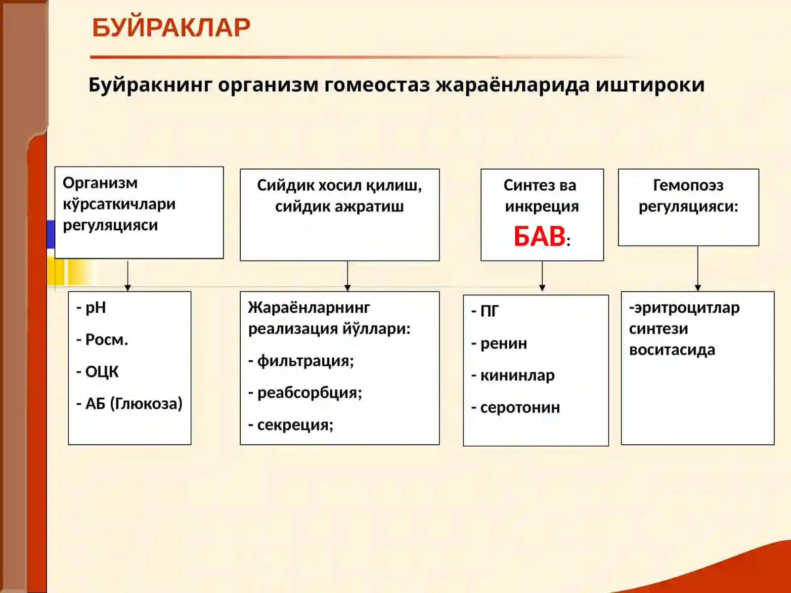 Буйраклар 4