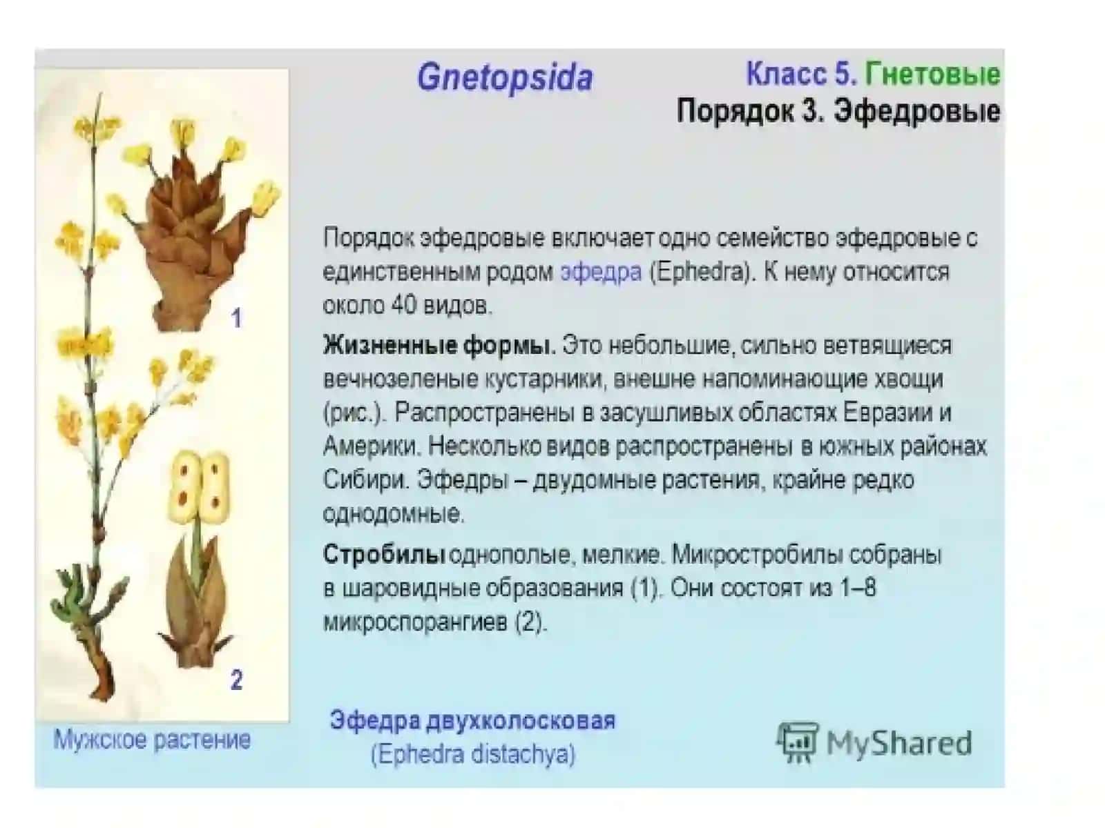 Qizilchadoshlar ajdodi Qizilchadoshlar oilasi 4