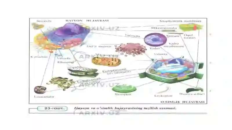 Zoobiotexnologiya. hujayra tuzilishi biotexnologiyalar. gen muhandisligi 4