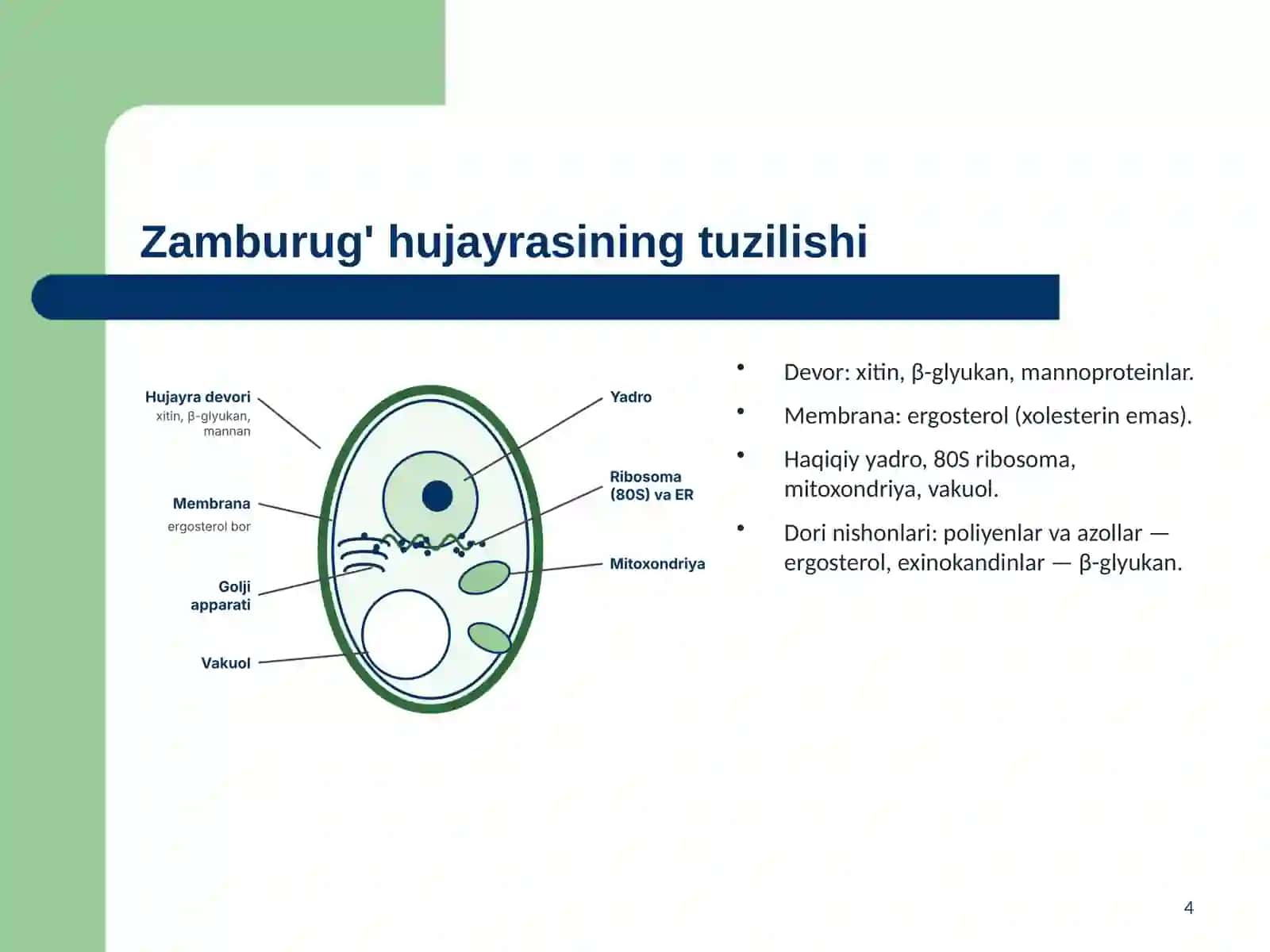 Zamburug'lar. Ularning morfologiyasi, strukturasi va ularni o'rganish usullari 4
