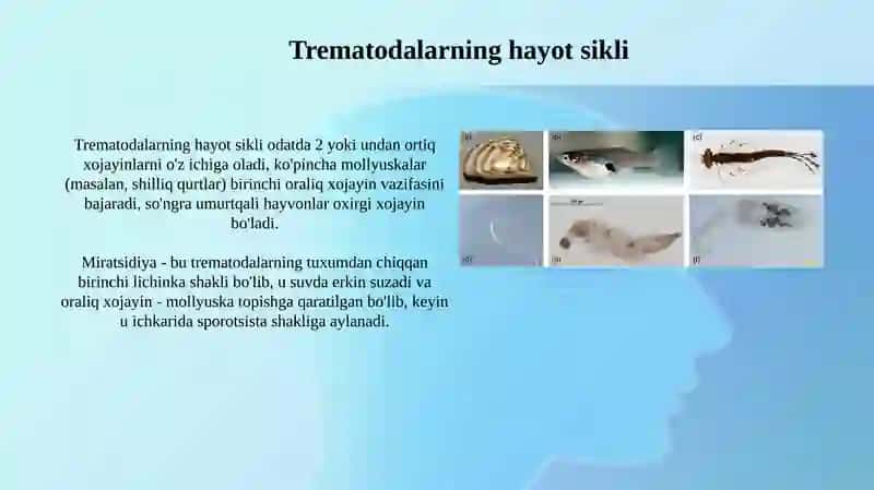 Trematodalar: Umumiy Tavsif va Biologiya 4