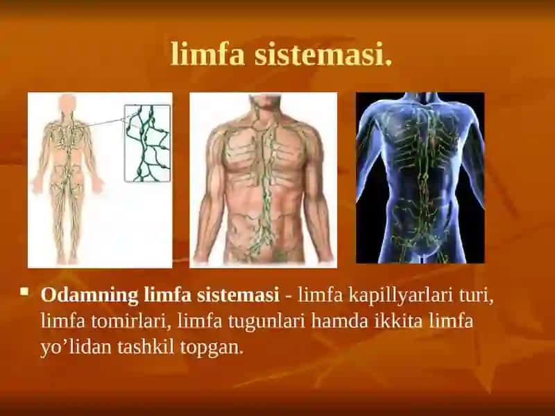 Limfa sistemasi. Slayd 4