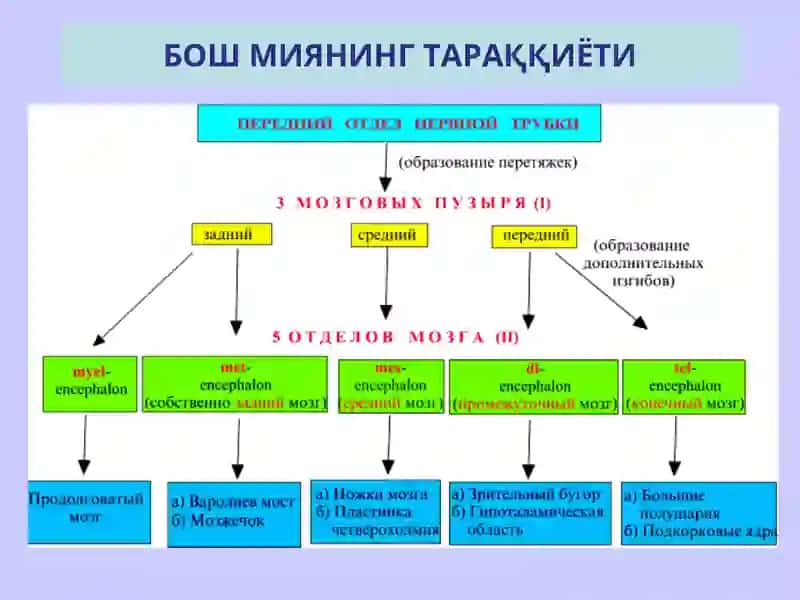 НЕРВ СИСТЕМАСИНИНГ КЛАССИФИКАЦИЯСИ 4