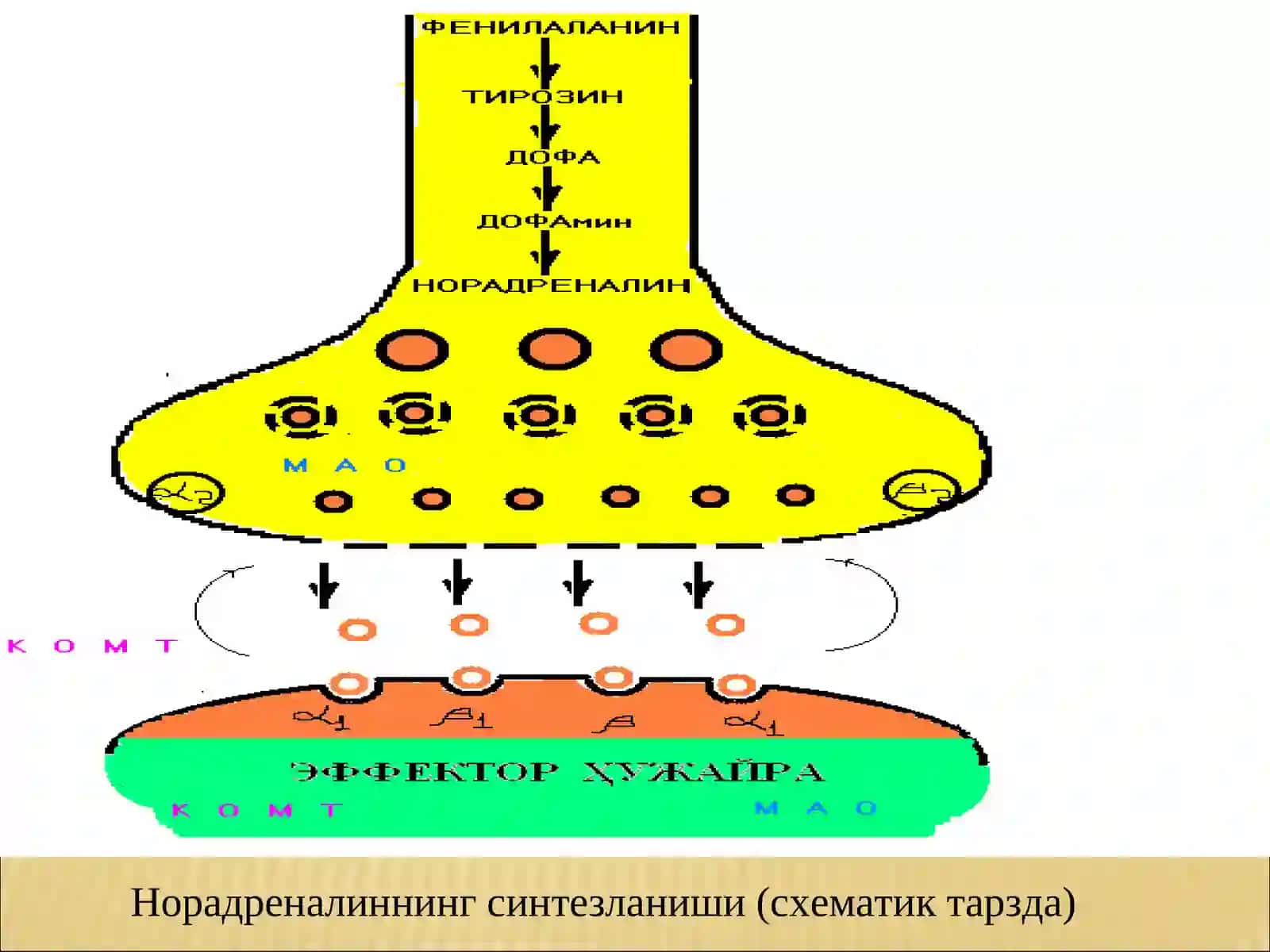 Адренергик синапс (схематик тарзда) 4