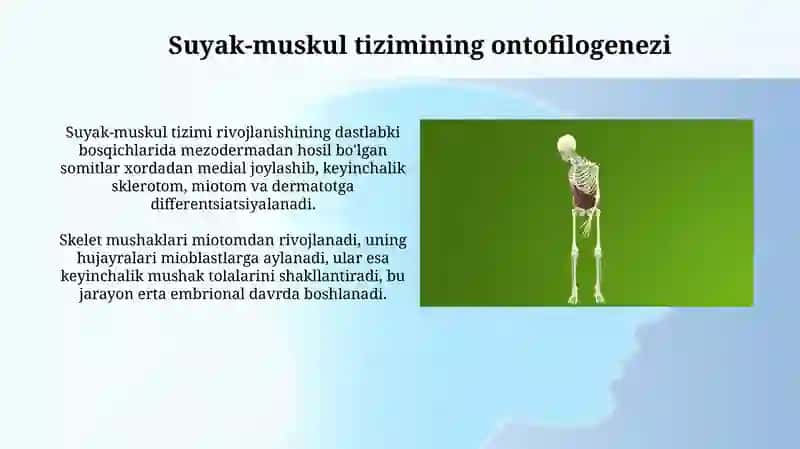 Ontofilogenez 4