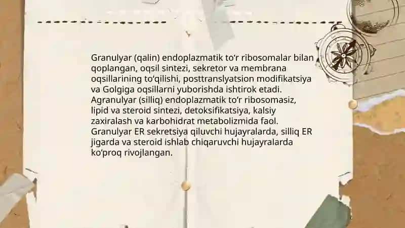 Sitoplazma organoidlari: Endoplazmatik toʻr 4