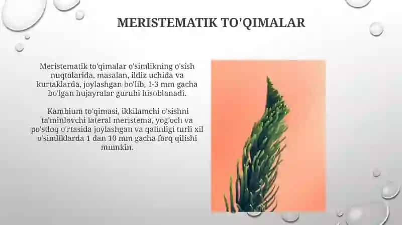 O'simlik to'qimalarining kelib chiqishi va joylashishiga ko'ra klassifikatsiyasi 4