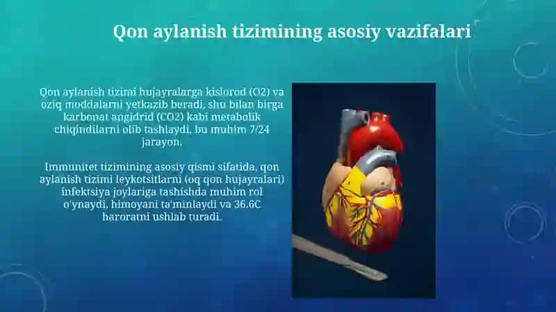Yurakning qontizimidagio'rni 4