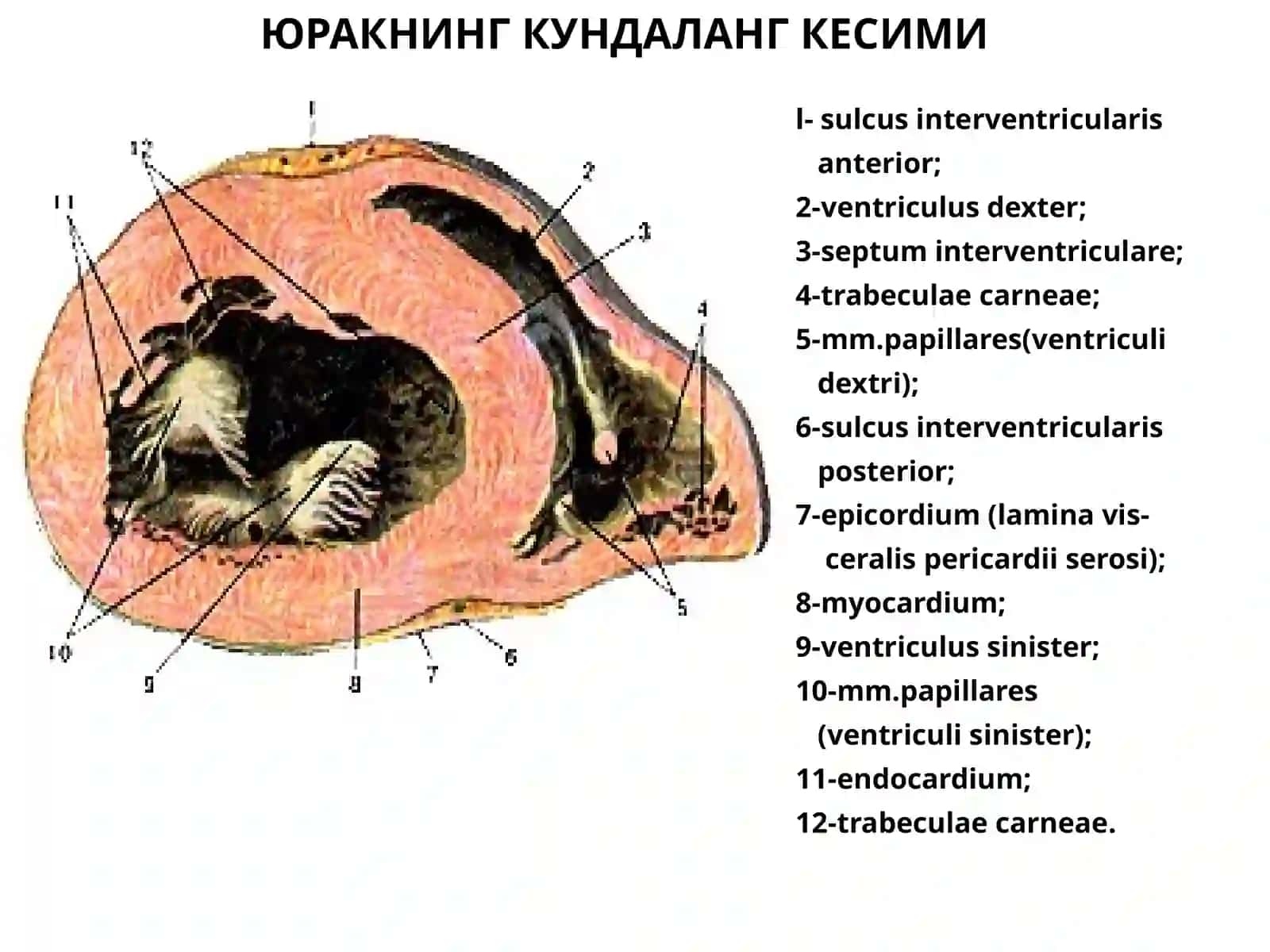ЮРАК АНАТОМИЯСИ 4