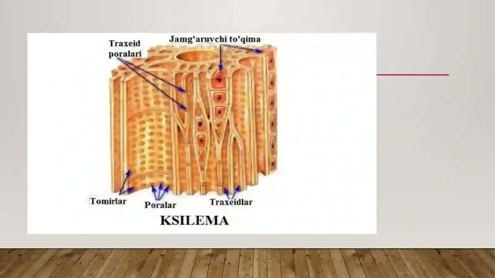 BIOLOGIYA[TURLARI BO`YICHA]SIRTQI TA`LIM SHAKLI4-BOSQICH 403-GURUH TALABASIG’ANIYEVA MAFTUNANINGBIOFIZIKA FANIDANJORIY NAZORAT UCHUNTAYYORLAGAN MUSTAQIL TA`LIM ISHI 4