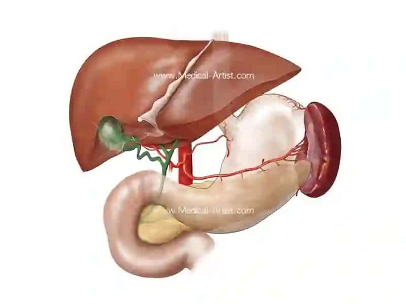 Hepatic shedevr 4