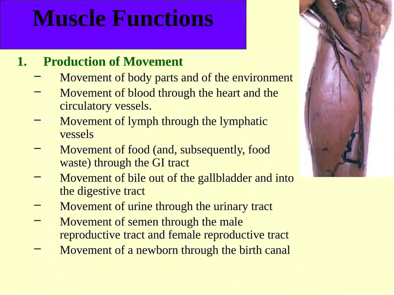 Muscular Tissue 4