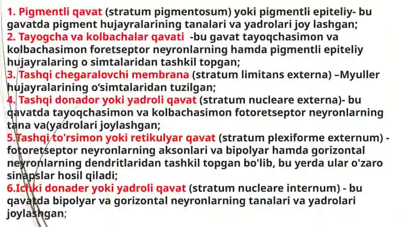 koʻzning retseptorlik xususiyatlari 4