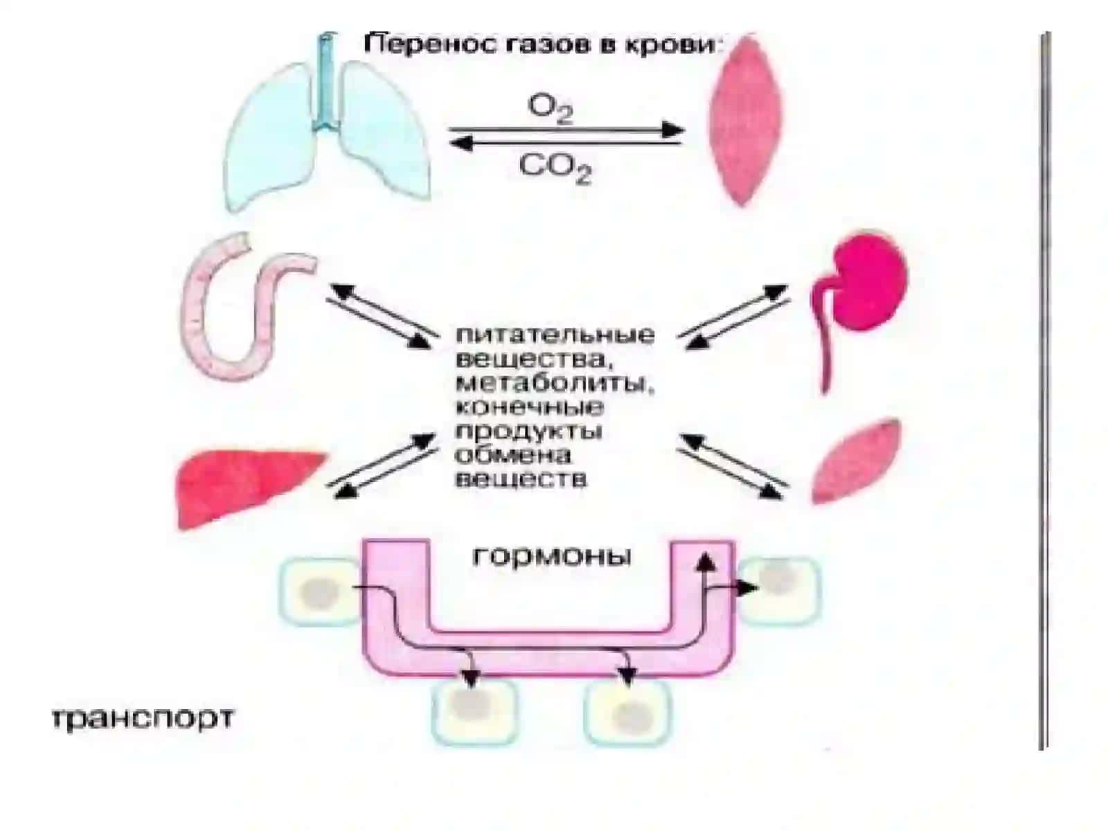 Биологик кимё 2-курс 4